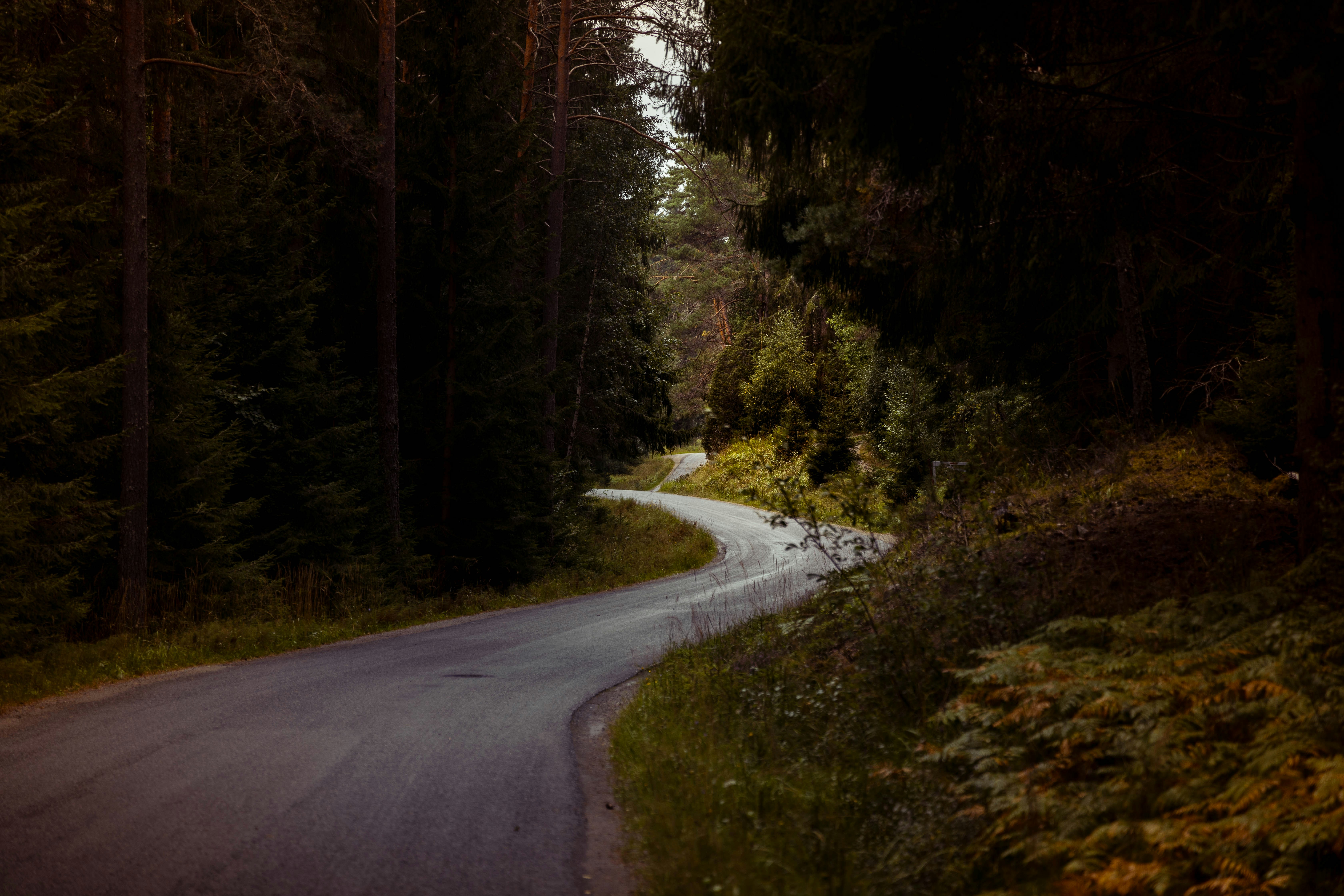 Svensk landsväg omgiven av skog